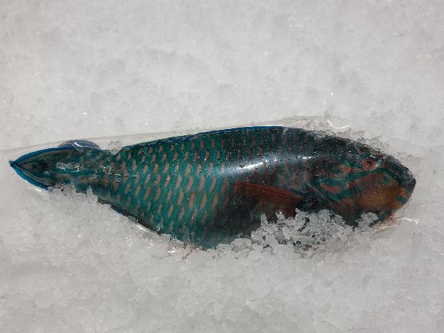 Риба папуга ціла шокова заморозка